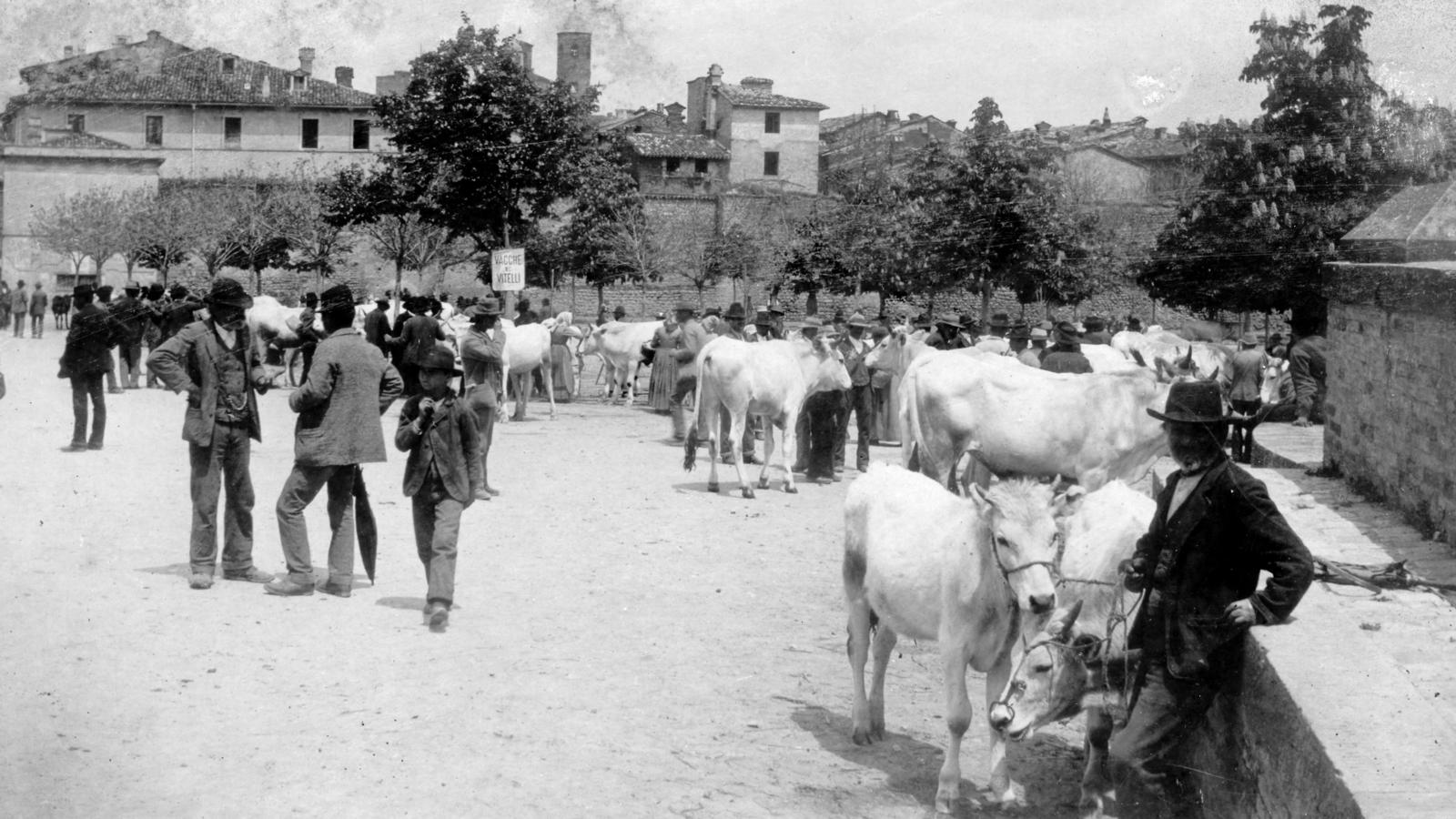 fiera del bestiame città di castello